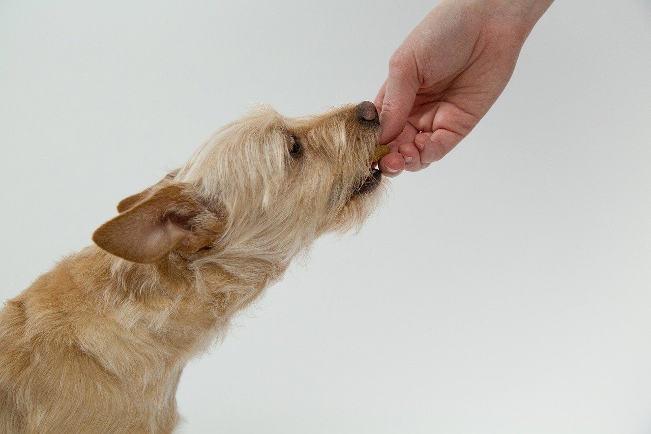 Can Dogs Eat Ginger Snaps? + How To Make Dog-Friendly Treats