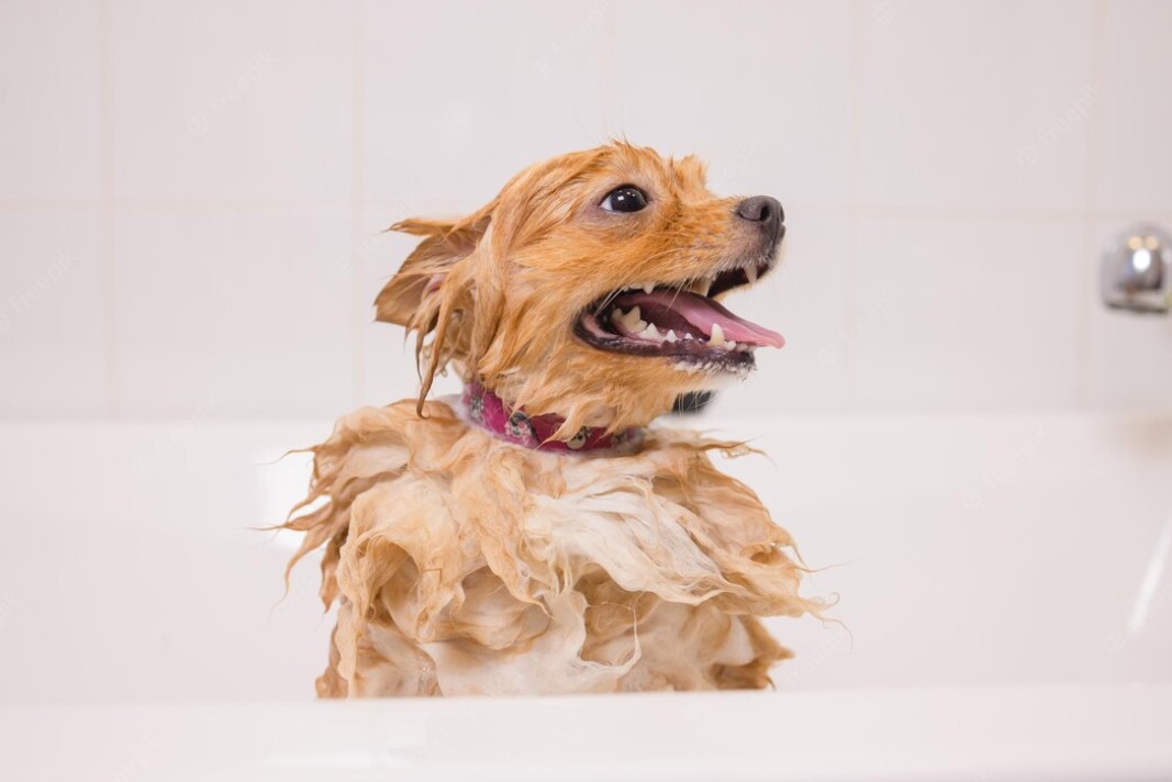 Cutest Dogs Taking Baths - A Place To Love Dogs