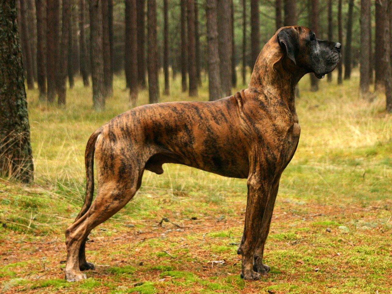 Why are Brindle Dogs Unpopular?