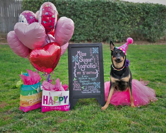 Dog Birthday Party Pictures - A Place To Love Dogs