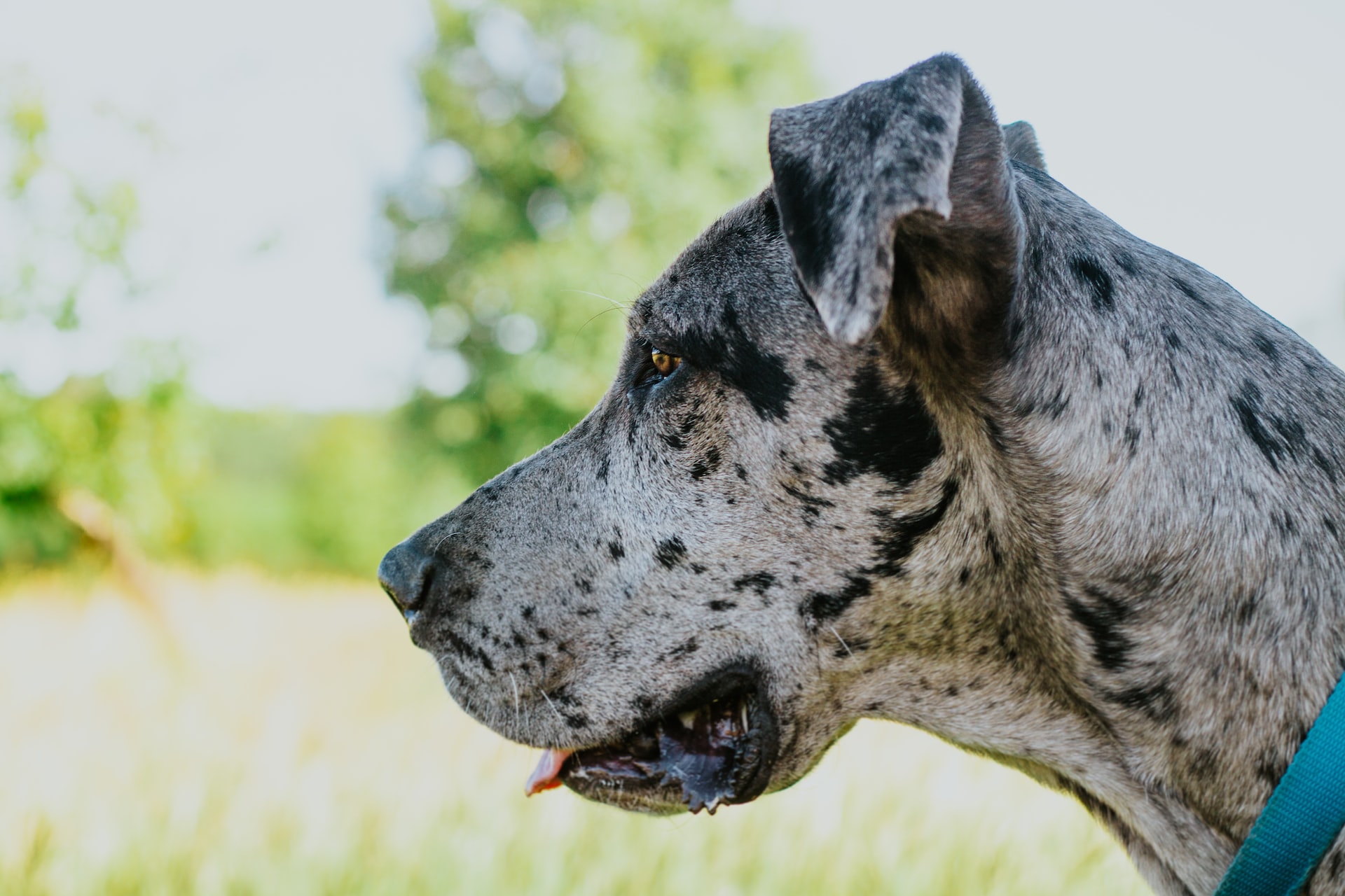 Are Great Danes Good With Kids 6 Reasons Why They Are   Are Great Danes Good Choice For Families 