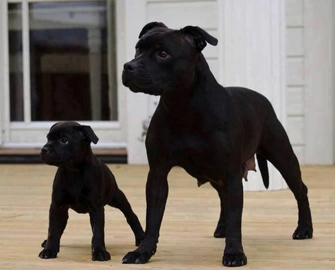 Black pitbull shop puppies for sale