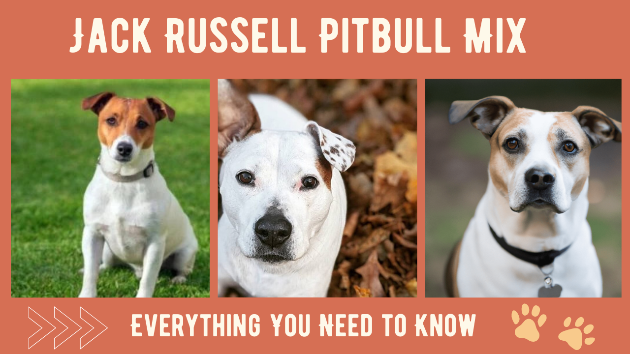 Jack Russell Pitbull Mix: Everything You Need to Know