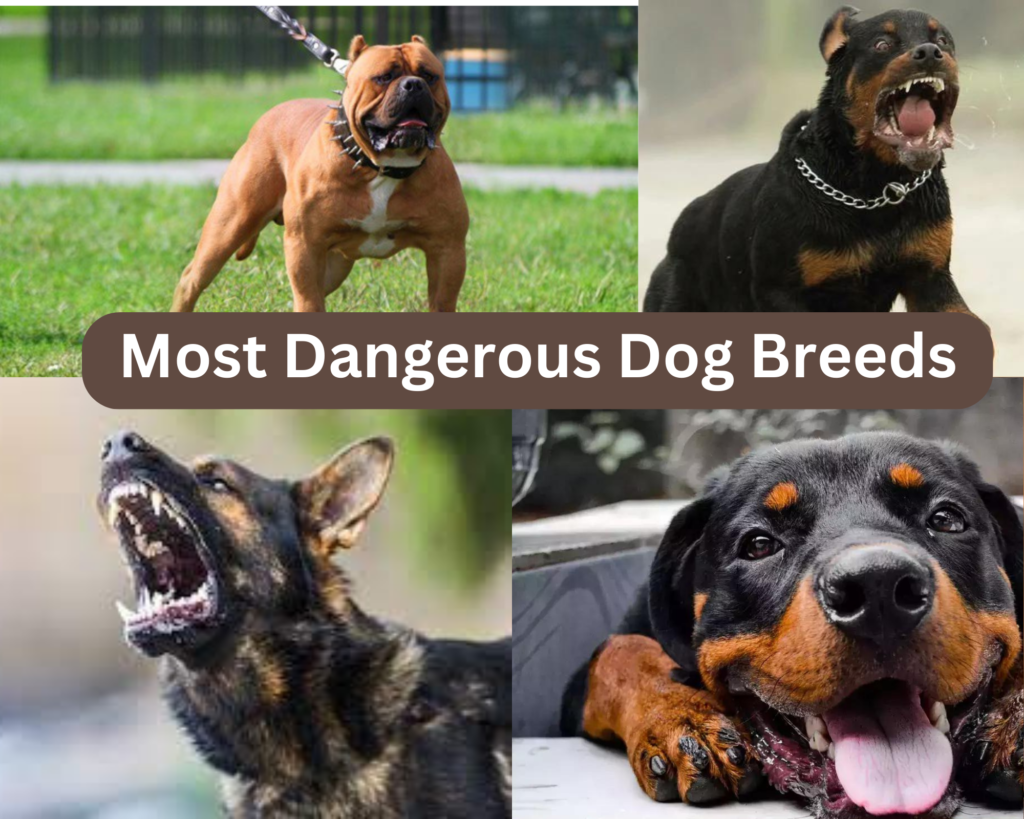 dangerous dog in the world