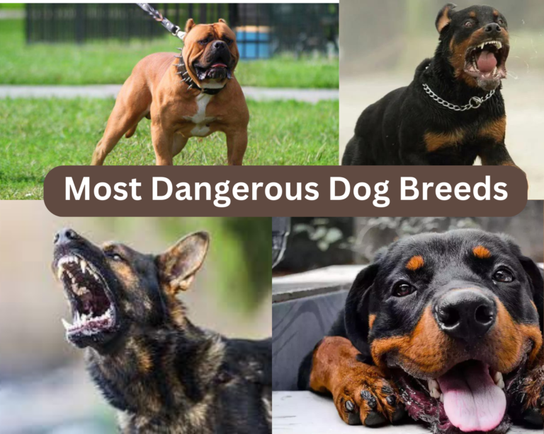 Dangerous Dog Breeds The Top 20 Breeds   The Top 20 Most Dangerous Dog Breeds 1 768x614 