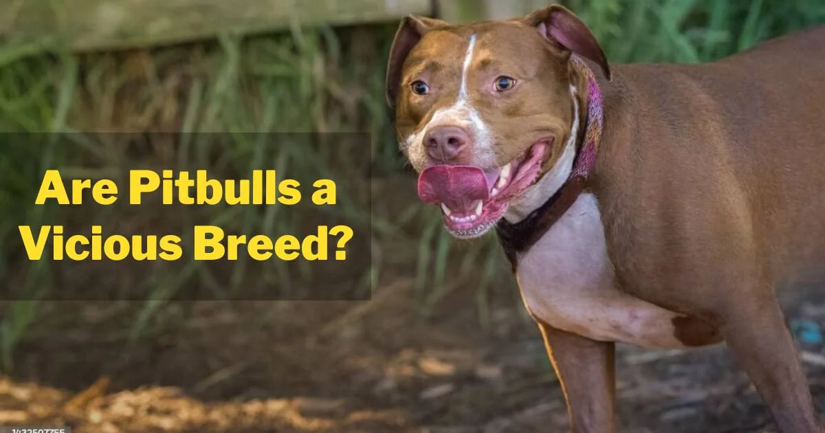 Are Pitbulls a Vicious Breed? Facts and Myths