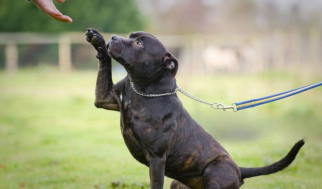 4 Common Pitbull Paw Problems and Treatment