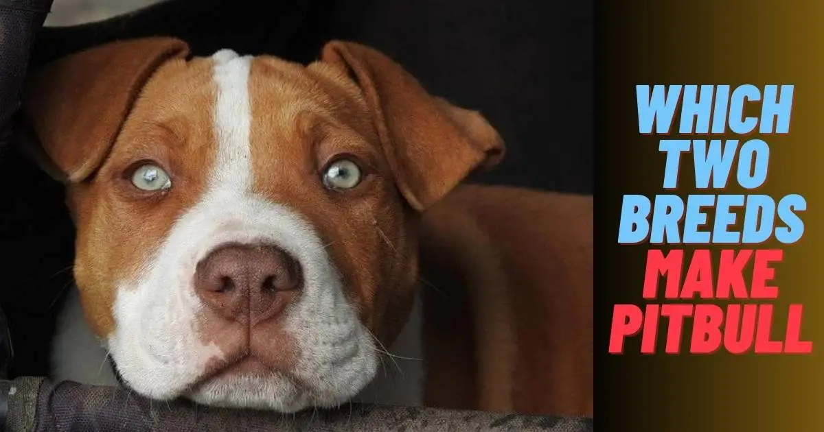 Which two breeds make a Pitbull