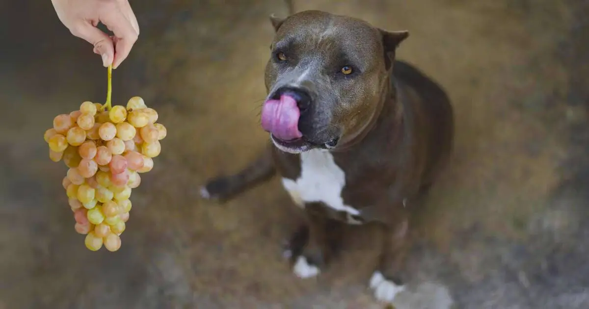 Can Pitbulls Eat Grapes or Not?