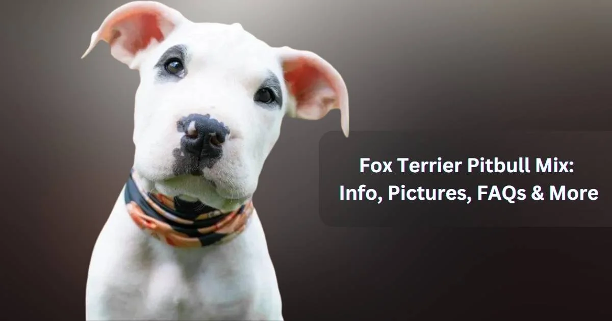 Fox Terrier Pitbull Mix Info, FAQs & More