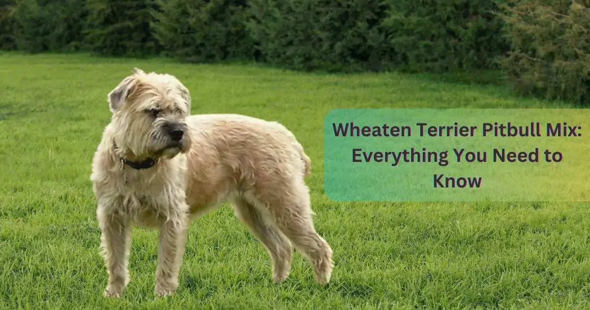 All About Wheaten Terrier Pitbull Mix