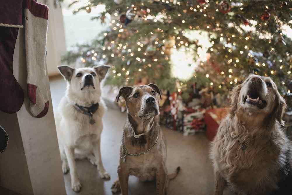 Keep Your Pets Calm During Holiday Parties