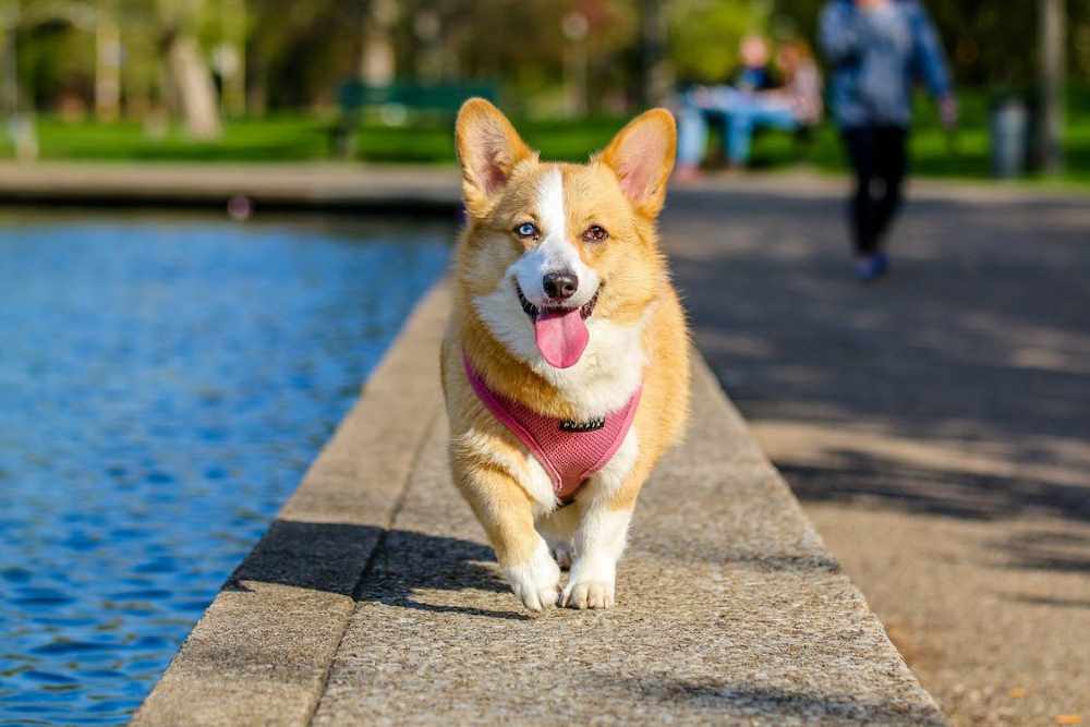 Safeguard Your Furry Friend’s Health