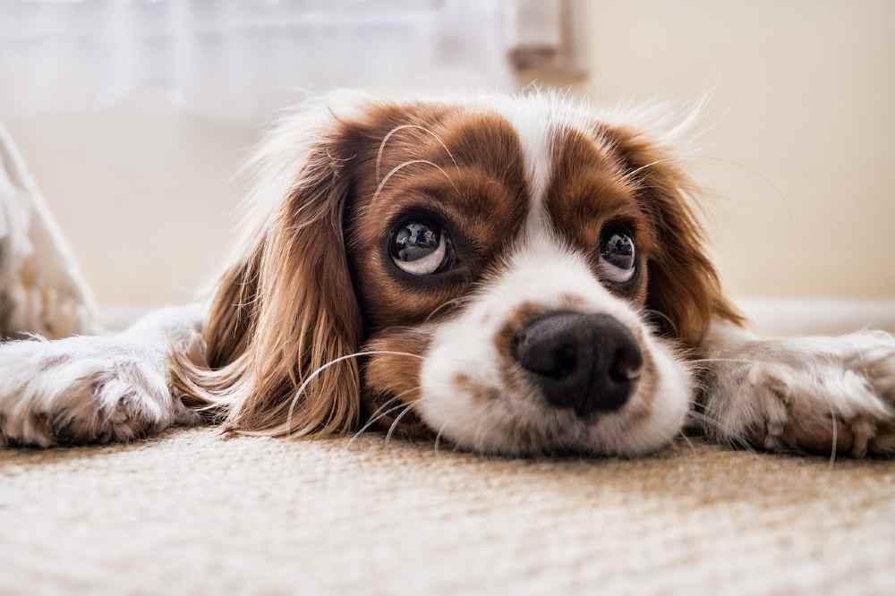 Clear-Eyed Companions: 6 Secrets to Boost Your Pet's Eye Health