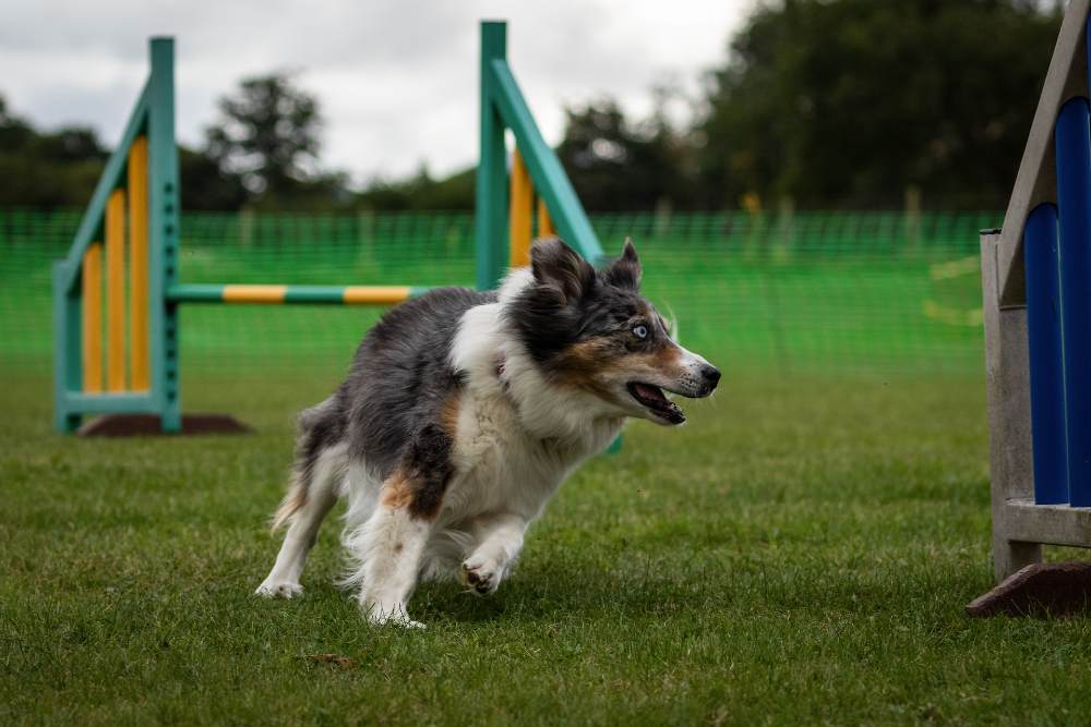 Do the Latest Researchers Support Online Dog Training Courses?