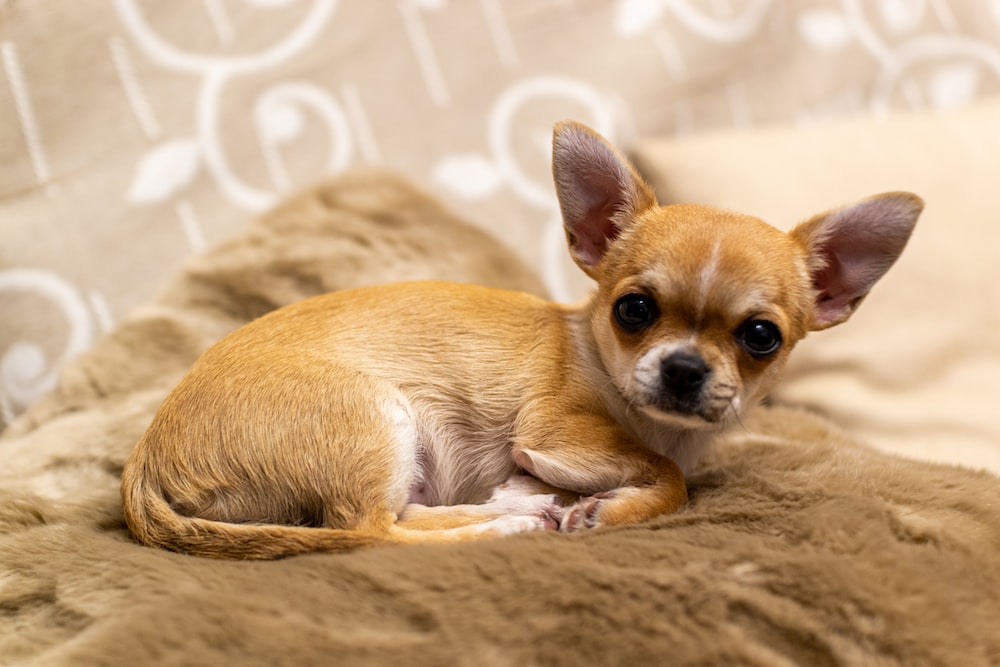 The Ultimate Guide to Potty Training Your Chihuahua