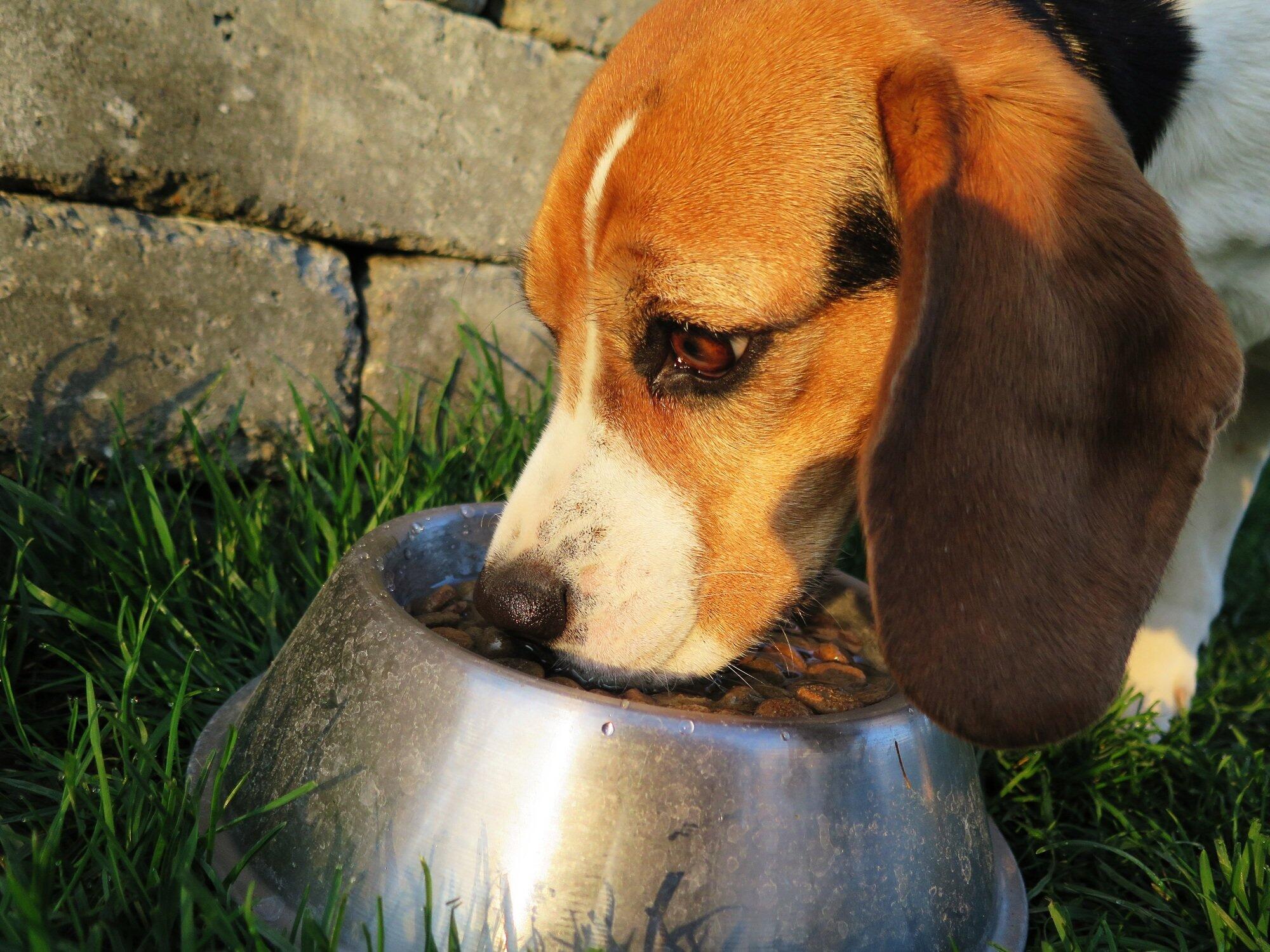 3 Important Considerations When Choosing a Diet for Dogs with Pancreatitis