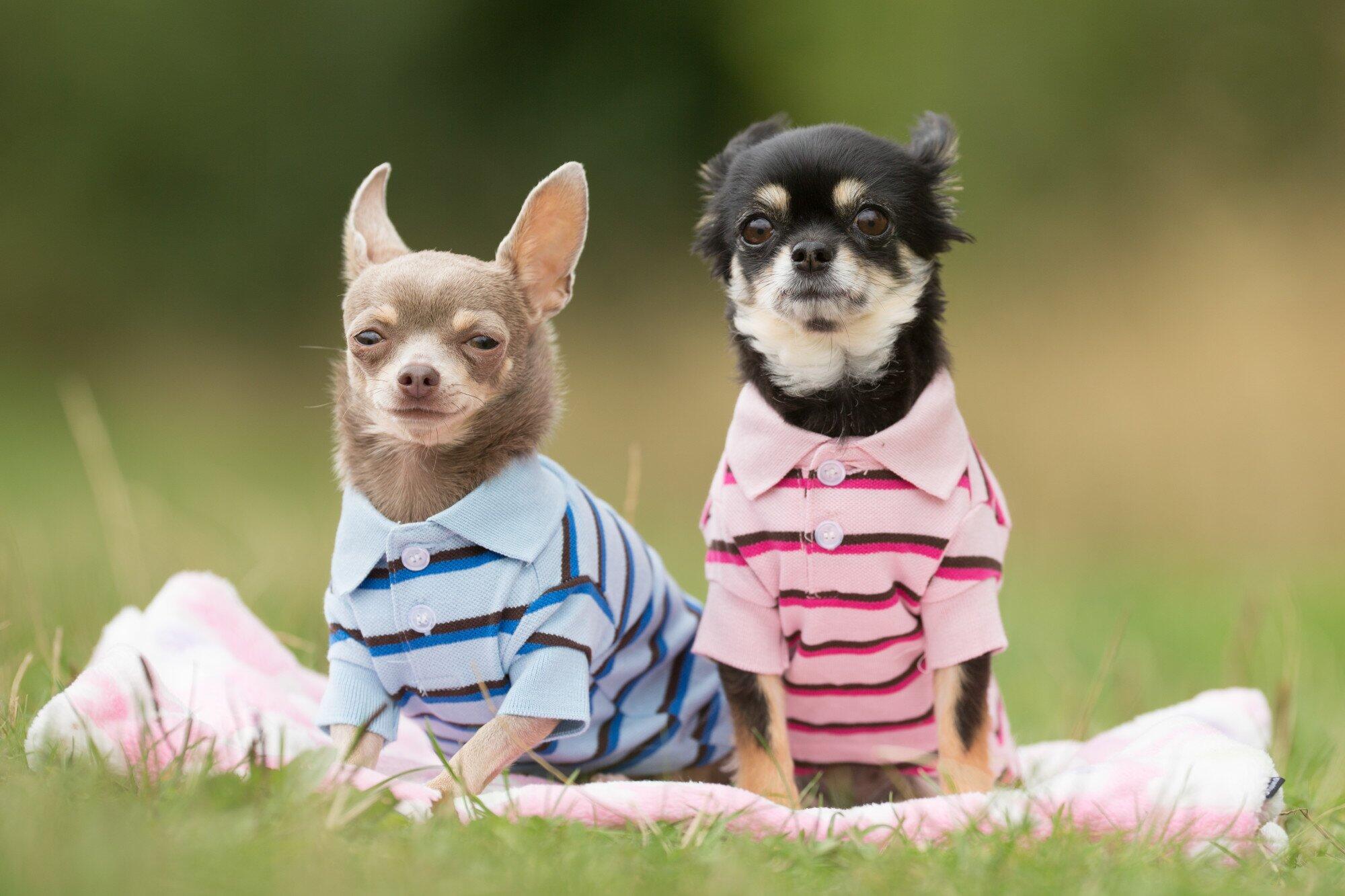 Small in Size, Big in Style: Finding the Best Clothing for Small Dogs
