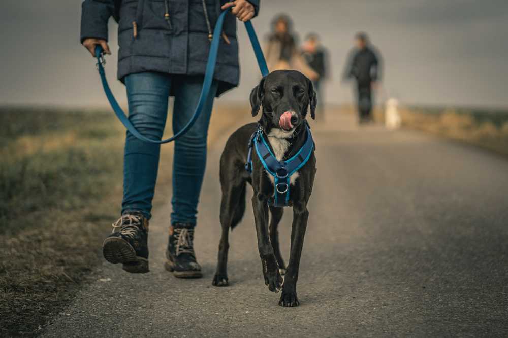The Evolution of Dog Harnesses: Comfort and Safety Through Innovation