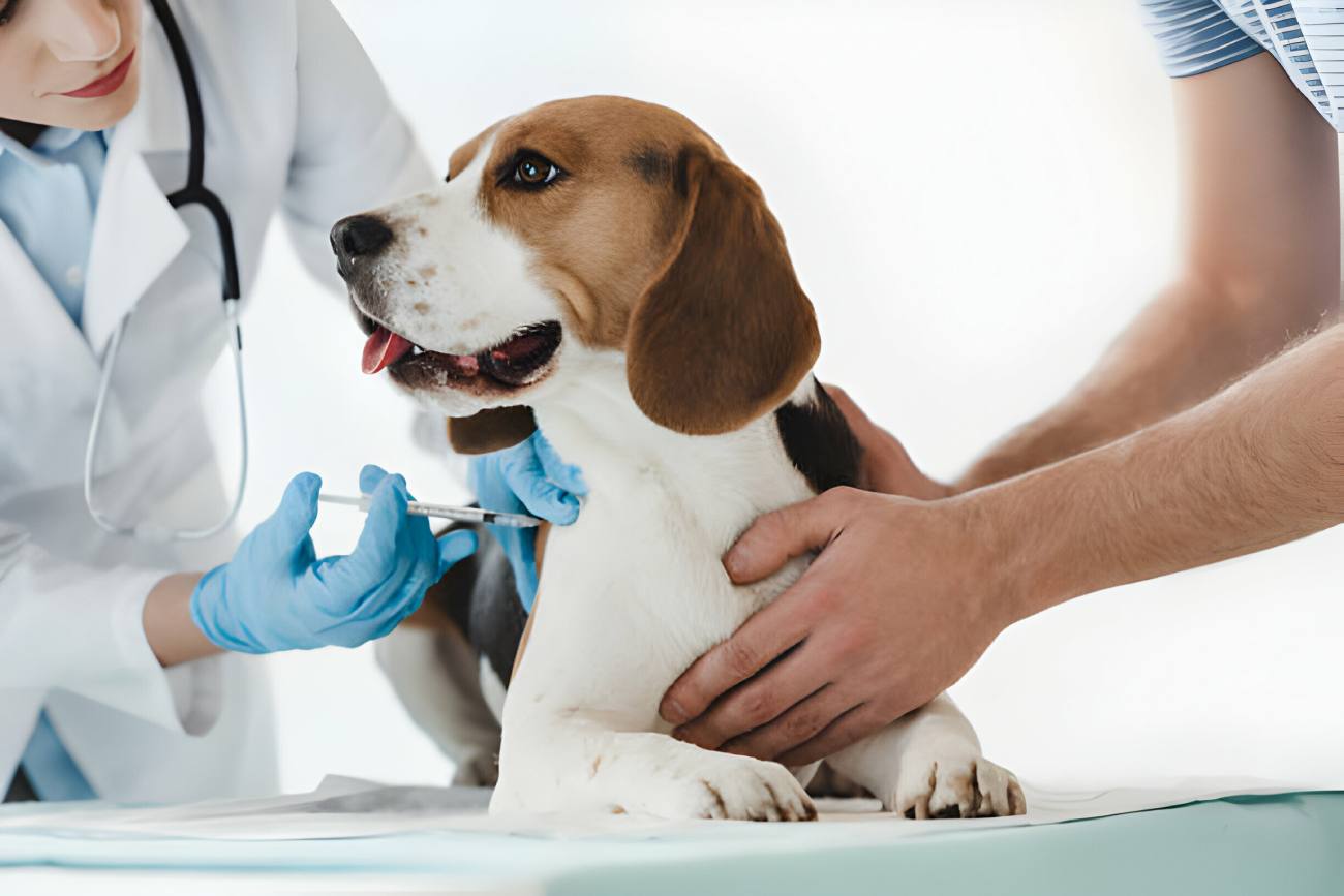 What Dog Vaccines are Required by Law