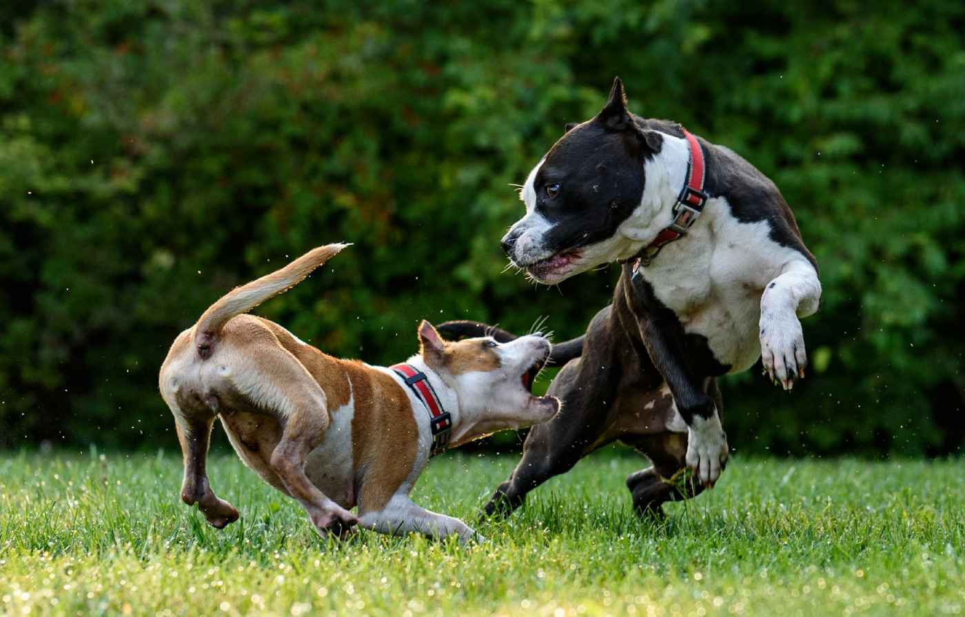 How Many Times Can a Dog Bite Before Being Put Down?