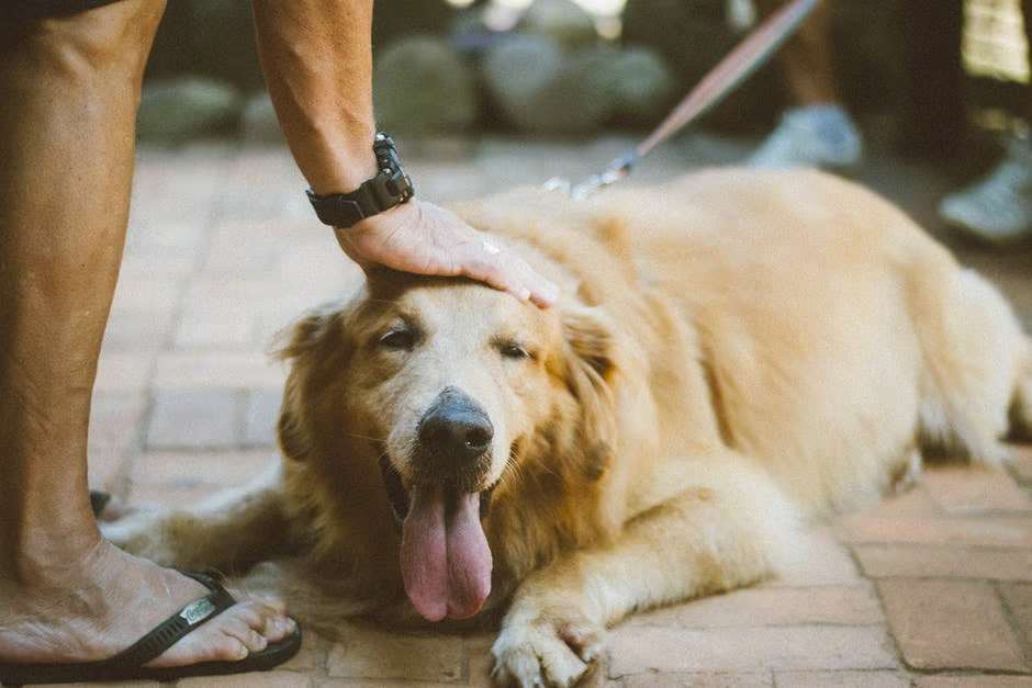8 Compelling Reasons Why Golden Retrievers Stand Out as Great Pets
