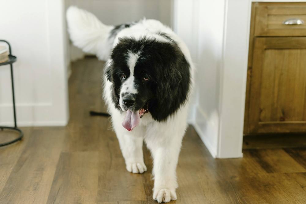How Pets Can Impact Slip and Fall Accidents in Your Home