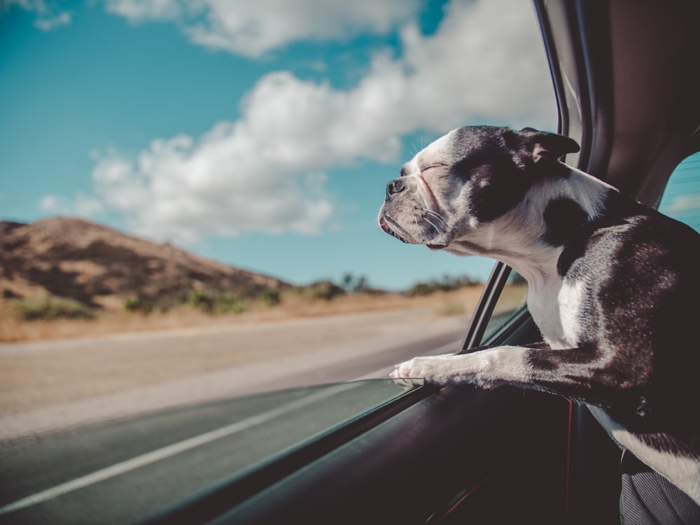 How to Safely Transport Pets in Your Car: Tips for Pet Owners