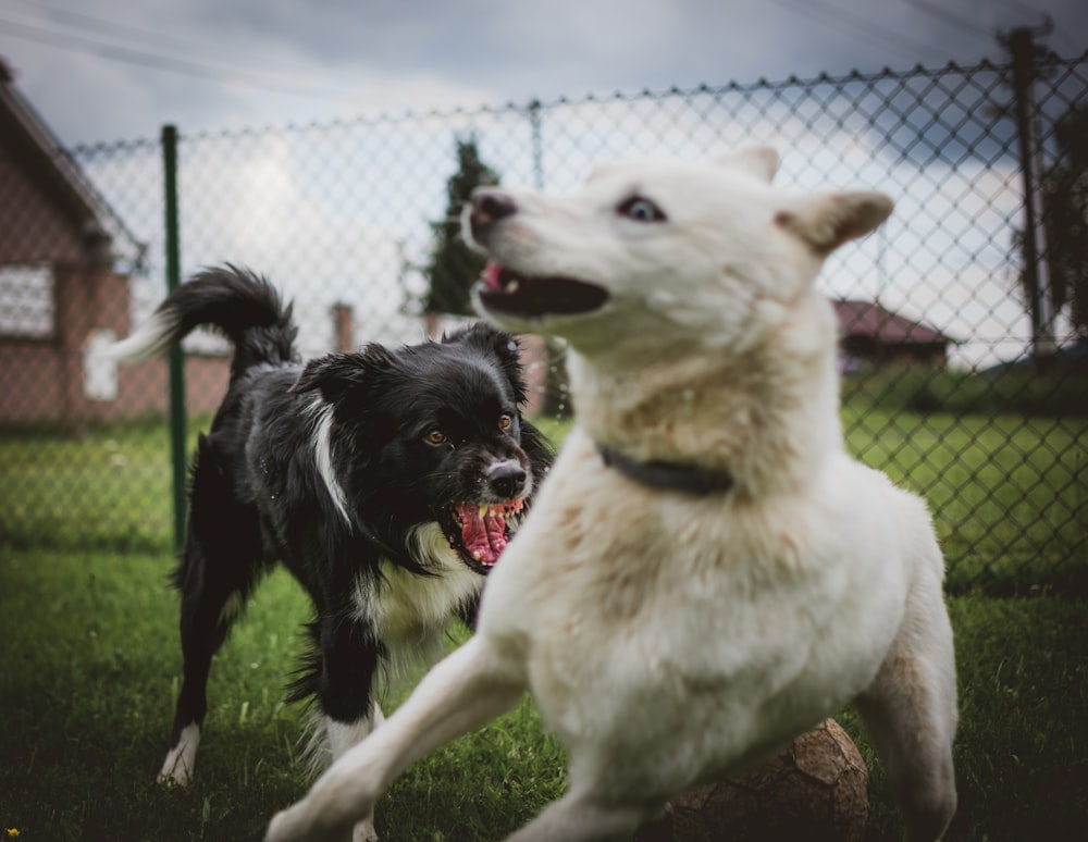 The Psychology Behind Dog Bites: What Triggers Aggression?