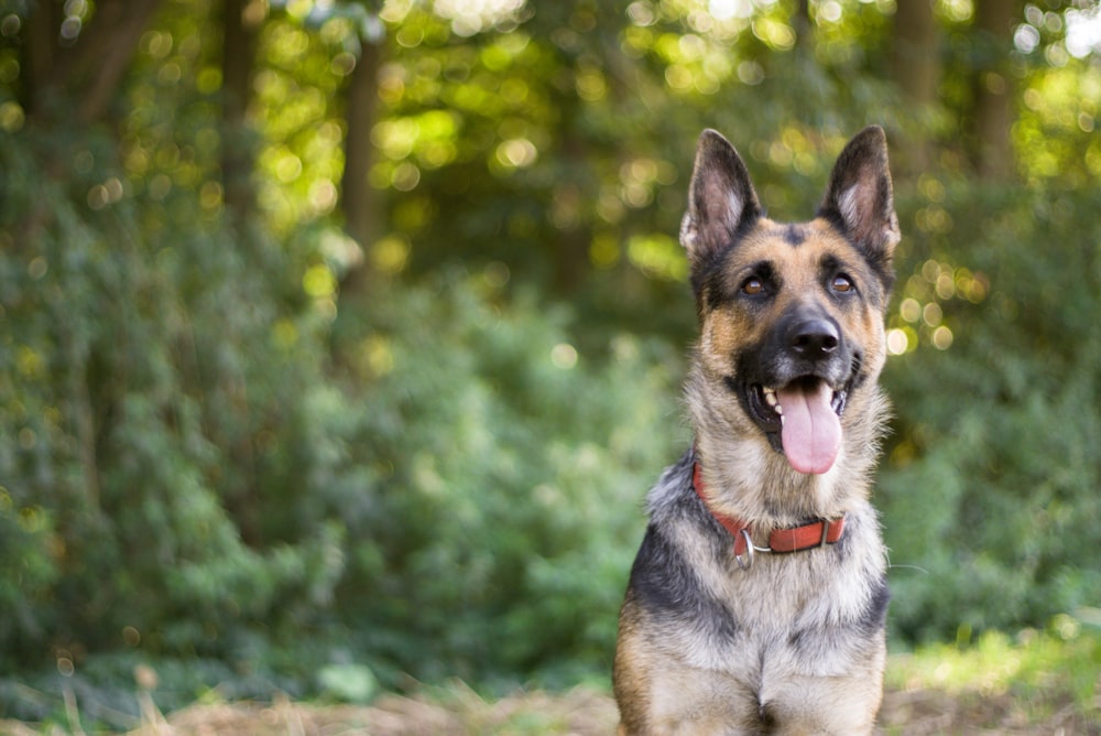 German Shepard Training Tips 