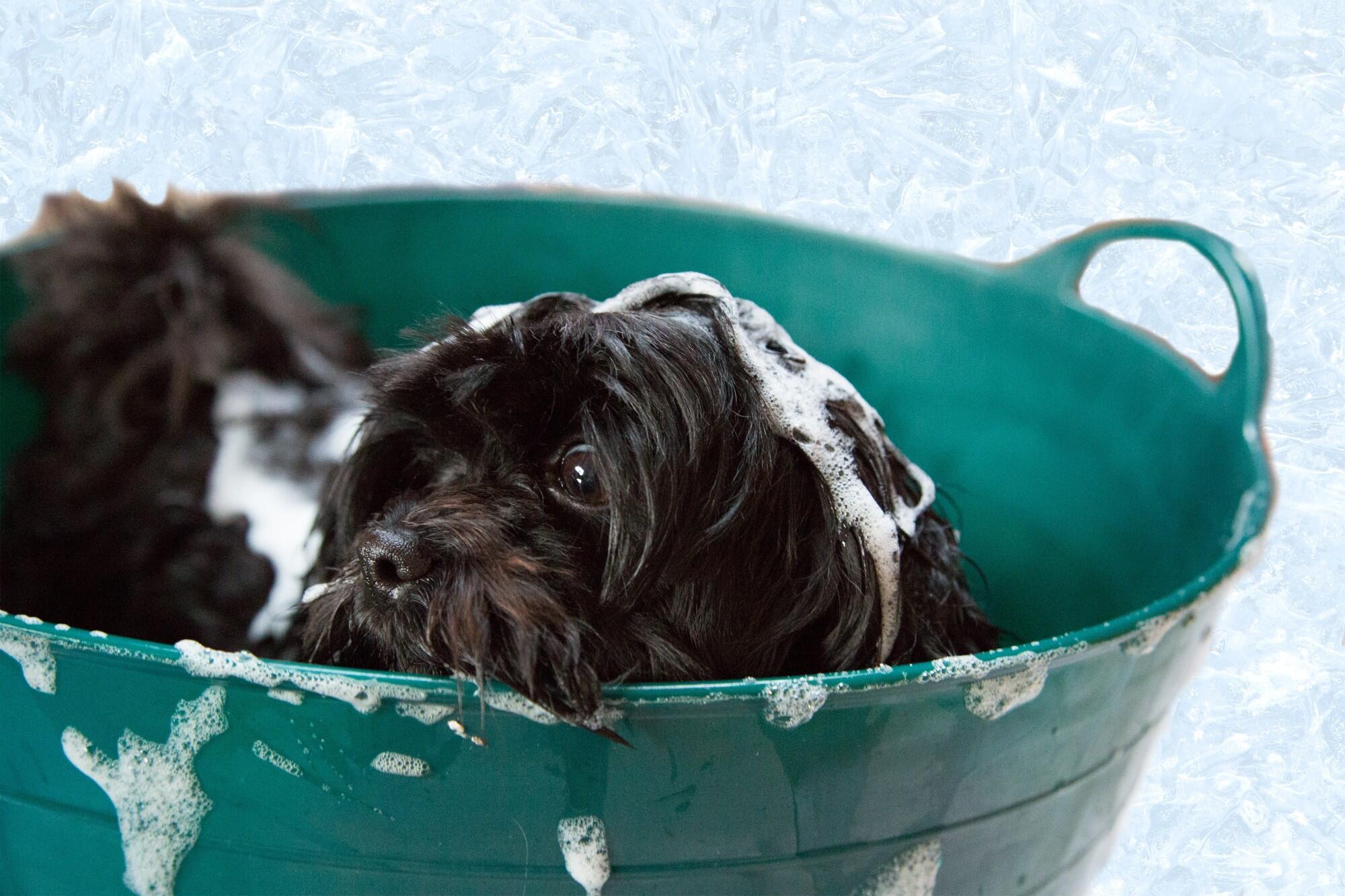 8 Must-Have Hygiene Products for Your Big Fluffy Dog