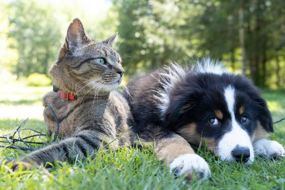 The Silent Threat: Heartworm Disease in Dogs and Cats