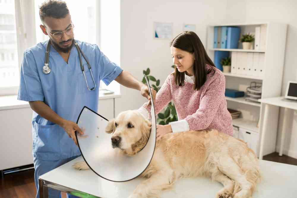 What Is Pet Insurance?