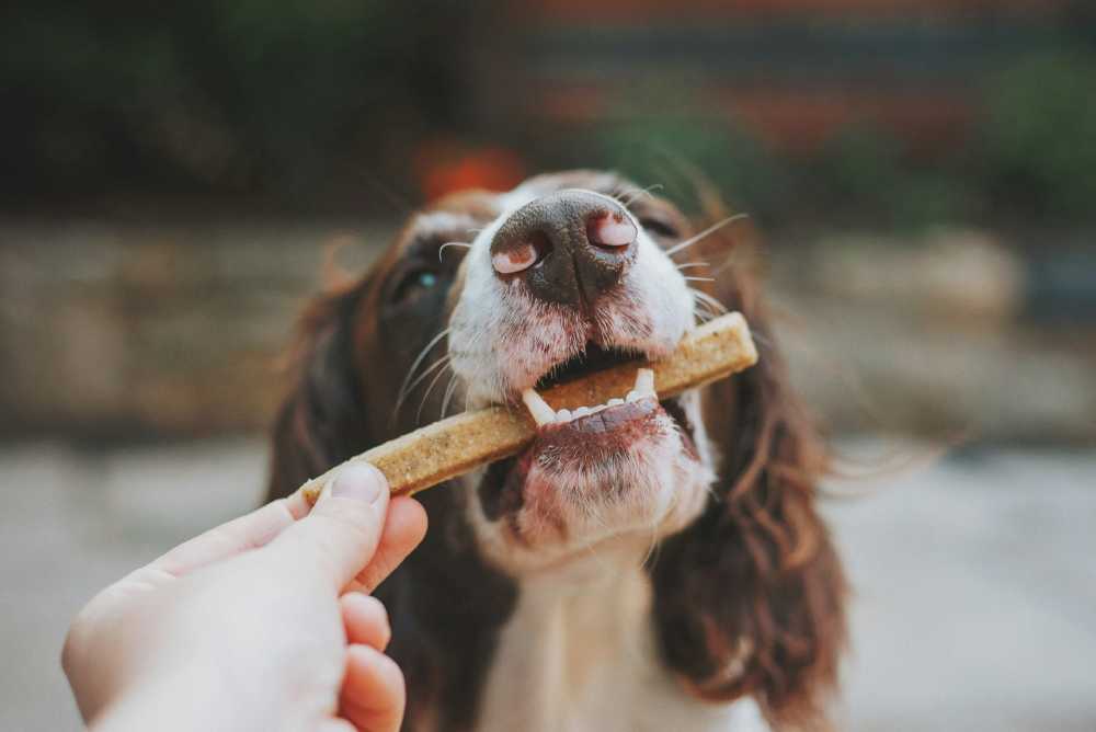 The Benefits of Incorporating Healthy Treats into Your Dog’s Diet