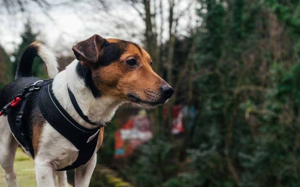 No-Pull Dog Harnesses for Stress-Free Walks