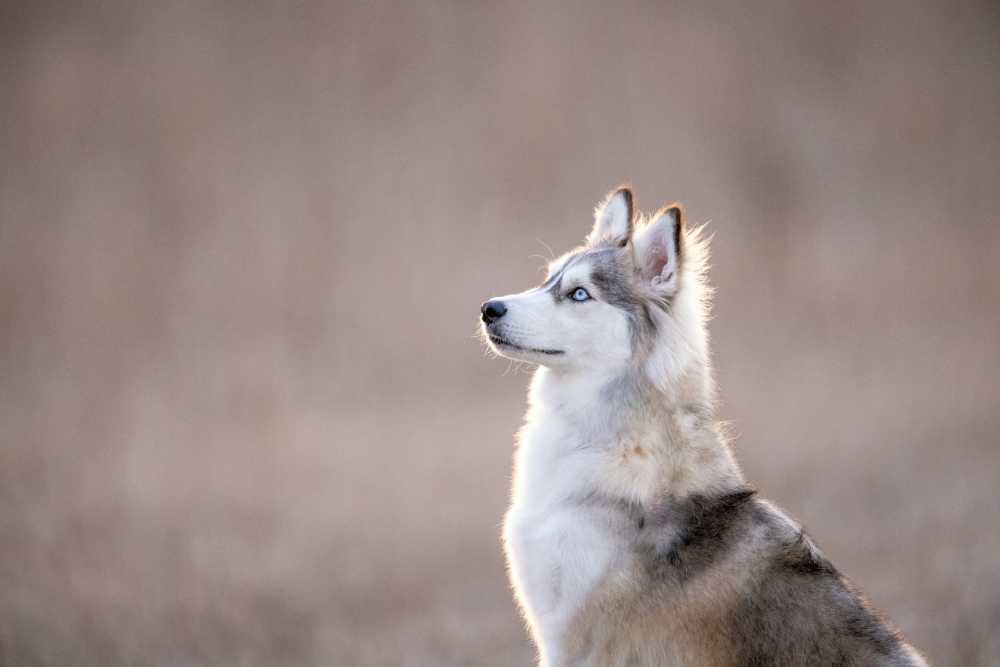 Husky Dog Life Expectancy: Owner’s Essential Guide