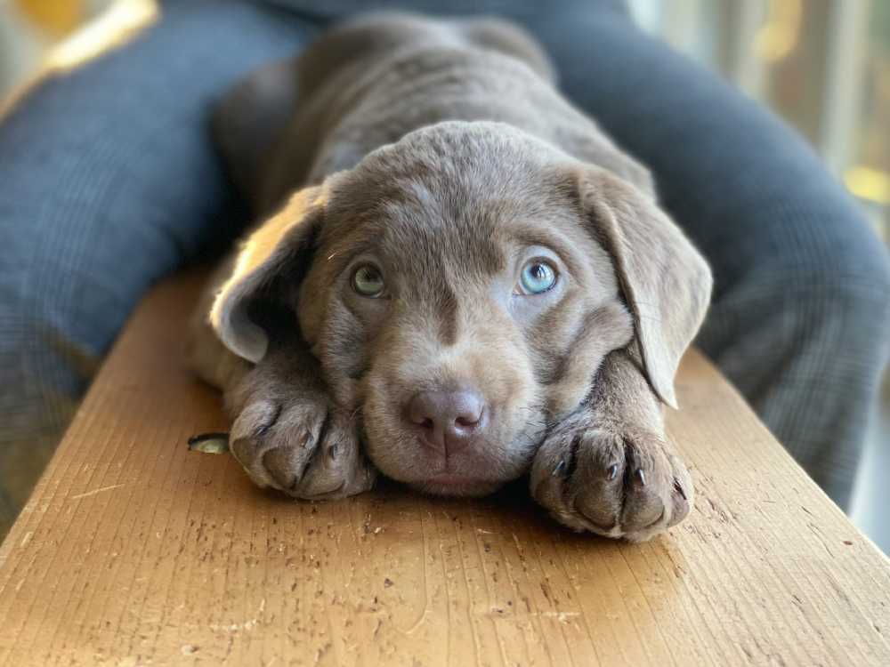life expectancy of a labrador retriever