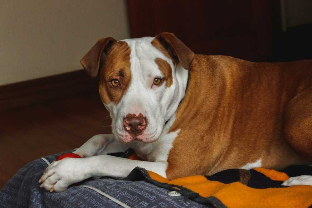 life expectancy of a pitbull