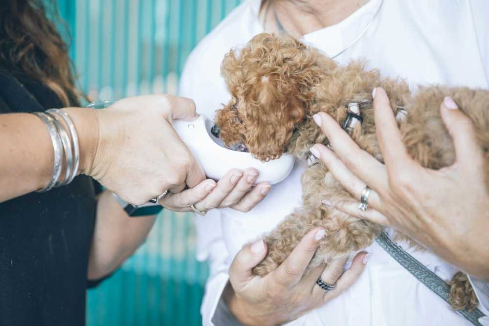 life expectancy of a standard poodle