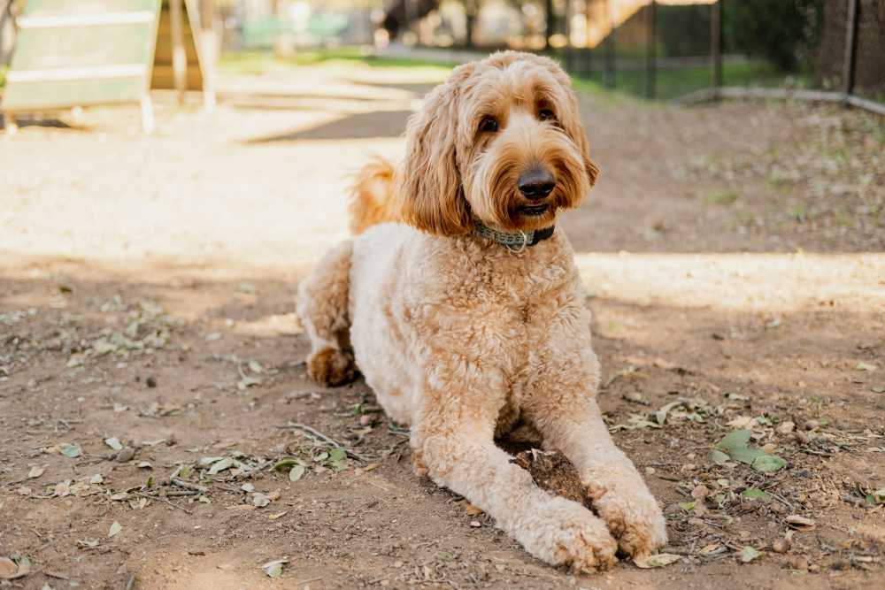 life expectancy of standard poodle