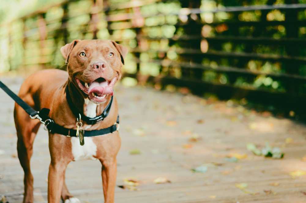 Pitbull Life Expectancy: What All Owners Should Know