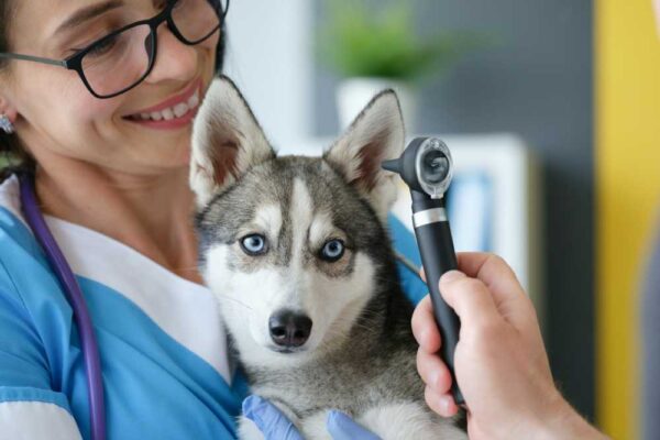 Husky Dog Life Expectancy: Owner's Essential Guide - A Place To Love Dogs