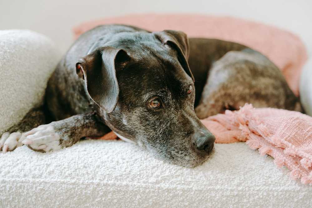 what is the life expectancy of a pitbull