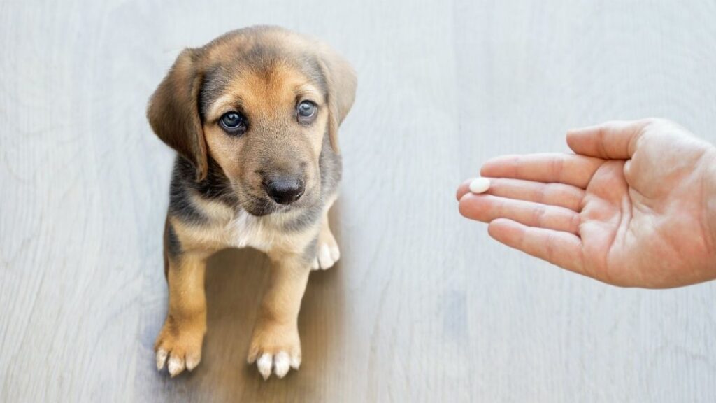 deworming treatment for puppies