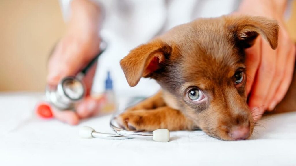 dog deworming medication