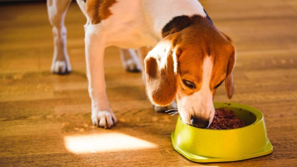 how much wet food to feed a dog calculator
