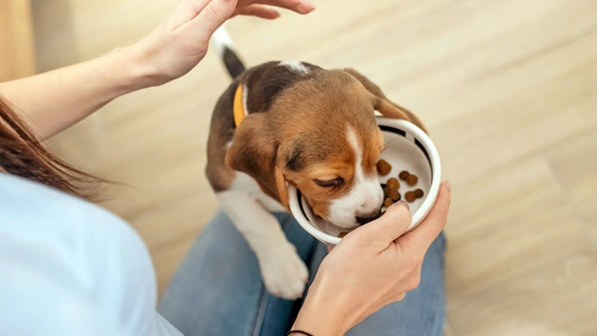 how much to feed a puppy by weight (kg)
