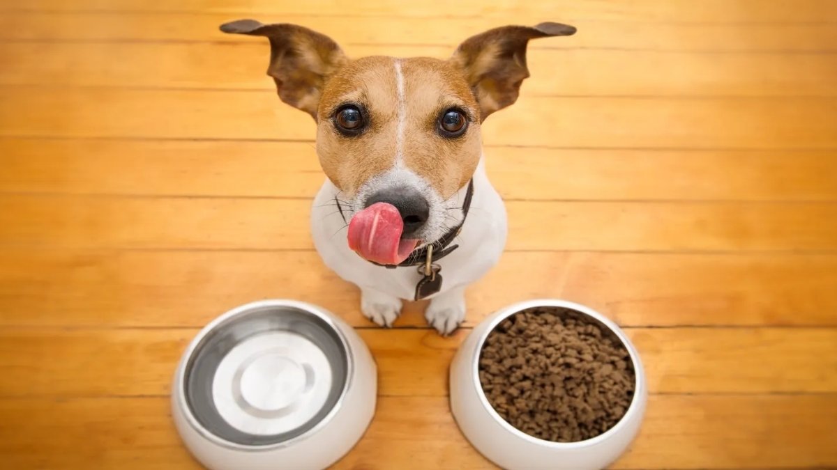 How Much to Feed a Dog by Weight (kg); A Detailed Guide