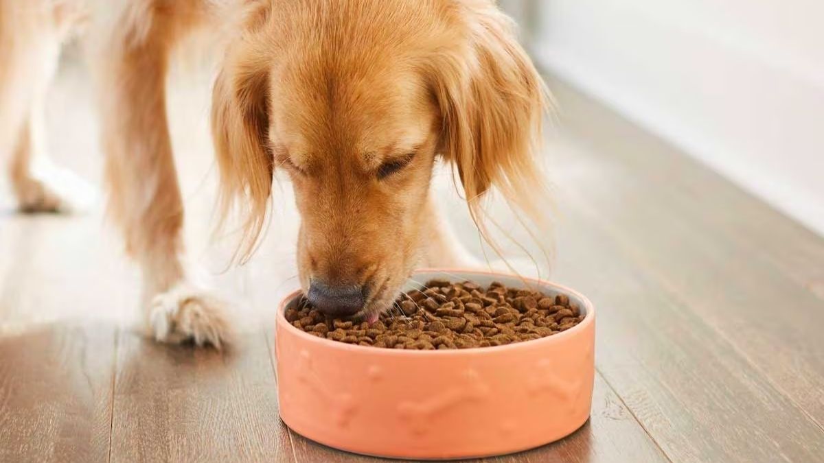 The Secret to Happy Dogs? A Backyard That Works for Them