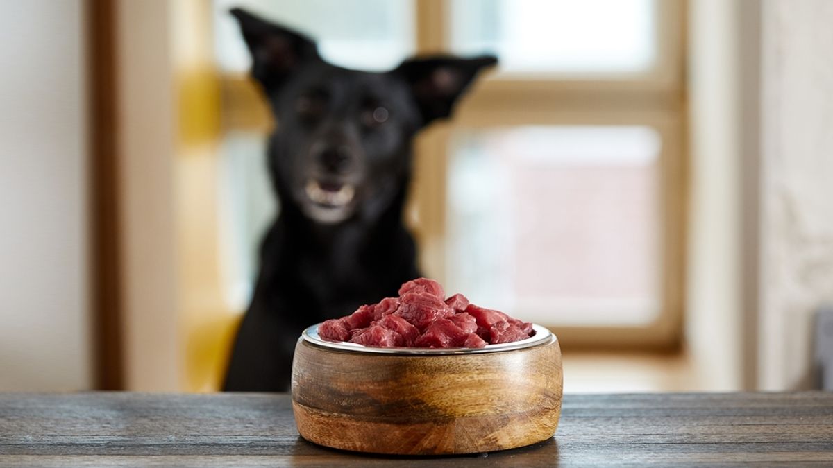 Can I Feed My Dog Raw Meat from the Supermarket?